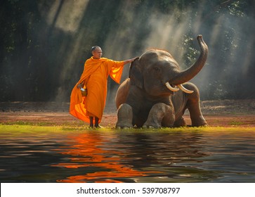 Elephant And Monk ,Surin Thailand