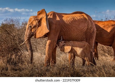 An elephant moother nursing her baby in the Tsavo National Park, Kenya