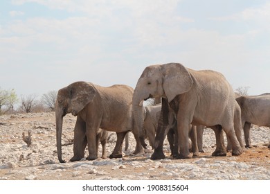 an elephant mother with its baby and family in the etosha nationalpark in namibia - Shutterstock ID 1908315604