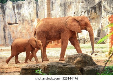 Elephant Mother And Baby Moving Forward Together On A Nature With Mountains Background