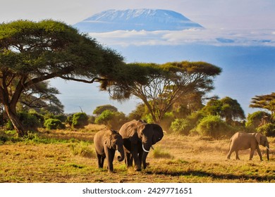 An elephant mother and a bull calf enjoy a quite moment under the great shadow of the immense Mount Kilimanjaro in this timeless scene at Amboseli National park, Kenya - Powered by Shutterstock