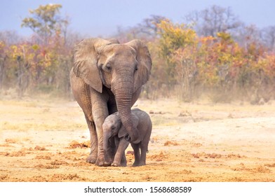 Elephant Mother And Calf Together