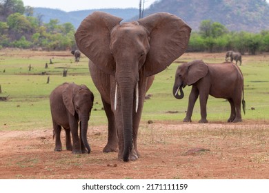 elephant mother with cub in her habitat
