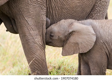 Elephant  mother and her baby  on the plains of the Masai Mara National Park in Kenya