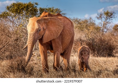 An Elephant Mother With Her Child In The Tsavo National Park, Kenya