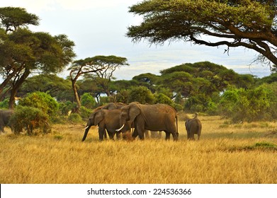 3,320 Elephants kilimanjaro Images, Stock Photos & Vectors | Shutterstock