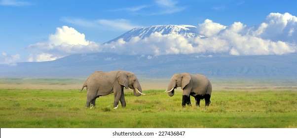 Elephant with Mount Kilimanjaro in the background