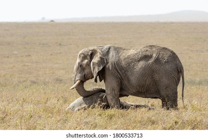 Elephant Trauer über einem toten Baby im Serengeti-Nationalpark Tansania