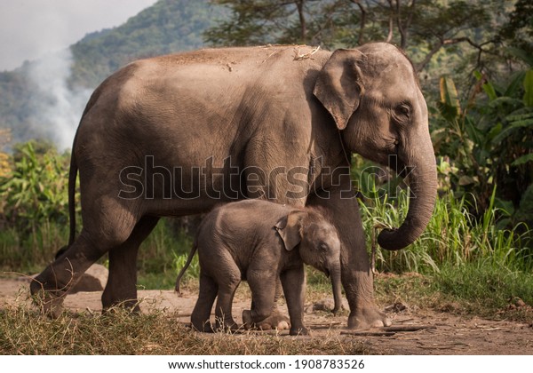 Elephant mum and baby elephant walk in\
the jungle of Thailand. Sweet elephant\
family