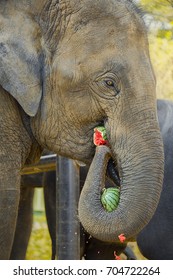 41 Elephant eating watermelon Images, Stock Photos & Vectors | Shutterstock