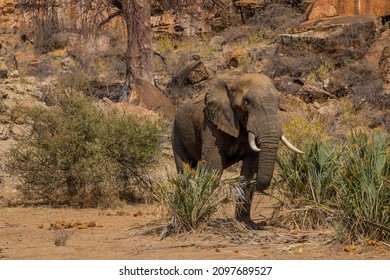 An Elephant In The National Park With The Rocky Hill In The Background In Mapungubwe, Africa