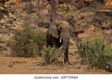 An Elephant In The National Park With The Rocky Hill In The Background In Mapungubwe, Africa