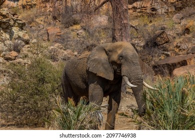 An Elephant In The National Park With The Rocky Hill In The Background In Mapungubwe, Africa