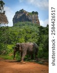 Elephant near Sigiriya Rock, Sri Lanka, Asia