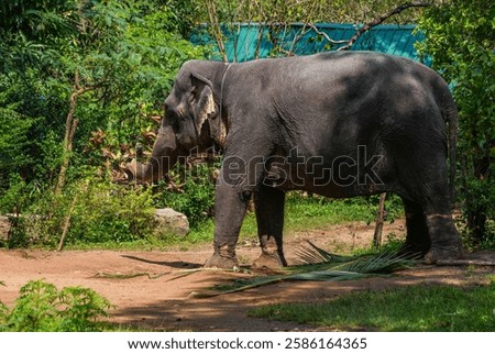 Similar – Image, Stock Photo Elephants near lake in tropical forest in Thailand