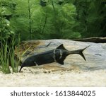 Elephant Nose Fish, gnathonemus petersii, Aquarium Fish  