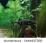Elephant Nose Fish, gnathonemus petersii, Aquarium Fish  