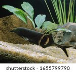 Elephant Nose Fish, gnathonemus petersii  