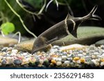 Elephant Nose Fish - Gnathonemus petersii