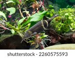 Elephant Nose - Gnathonemus petersii