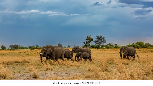 Elephant In The Okavango Delta, Botswana