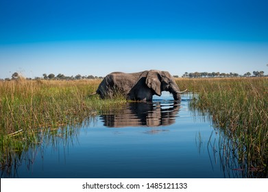 Elephant Okavango Delta Botswana (Africa)