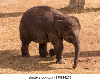 An Elephant At The Oklahoma City Zoo.