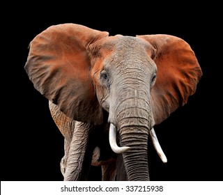 Elephant on dark background in National park of Kenya, Africa - Shutterstock ID 337215938