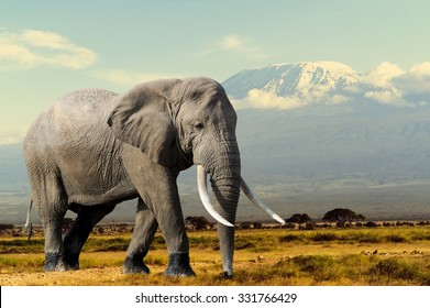 Elephant on Kilimajaro mount background in National park of Kenya, Africa