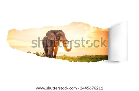 elephant on paper cutout white background