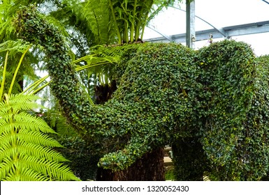 Elephant On Parade. Close Up Of A Cut Topiary Box Tree (buxus) Cut To The Shape Of An Animal (Elephantidae). Trunk Raised. Amongst A Pair Of Tree Ferns (Dicksoniaceae). Indoors, England.