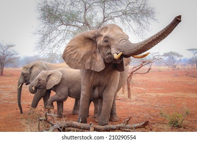 Elephant On Red Sand, South Africa