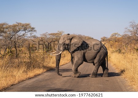 Similar – Image, Stock Photo wildcat elephant;)