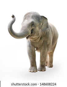 Elephant on a white background 