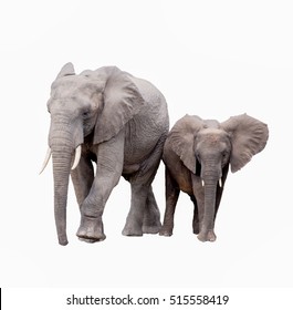 Elephant On White Background
