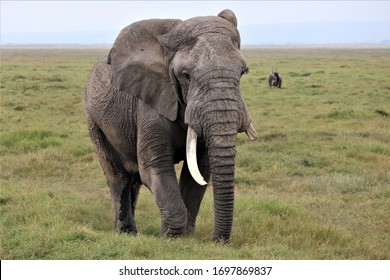 An elephant with one tusk walking in the bush