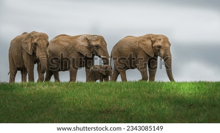 The elephant is one of the world's largest carnivores, found in the jungles of South Asia and large parts of Africa. Bengali name of elephant is 