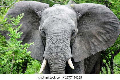 4,393 Elephant Moving Images, Stock Photos & Vectors | Shutterstock