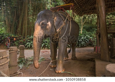 Elephant park safari. Thailand, Phuket.