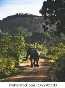 elephant in a pathway surrounded by trees