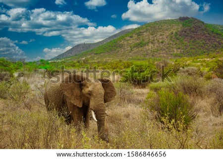 Elephant in Pilanesberg national park