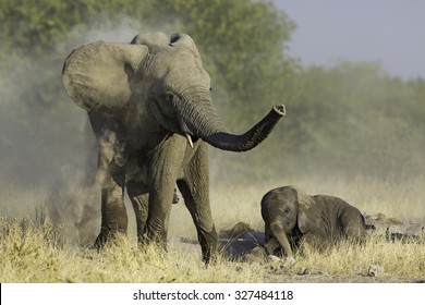 Elephant Play