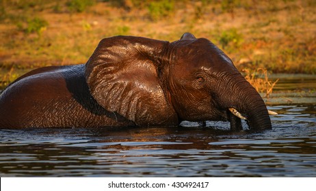 Elephant playing in water at sunset, South Africa
