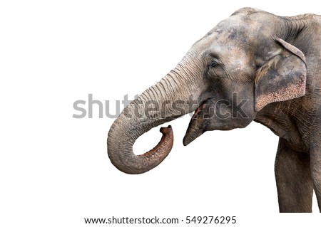Elephant portrait. Elephant with open mouth. Elephant on a white background. 