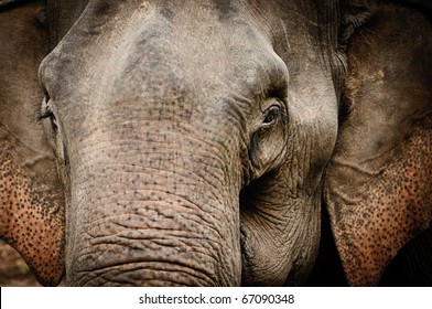Elephant portrait from Thailand