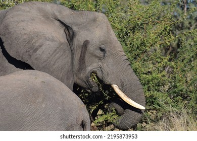 Elephant In Profile View Eating With Its Mouth Full In South Africa