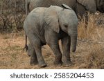 Elephant puppy in Kruger national park south Africa