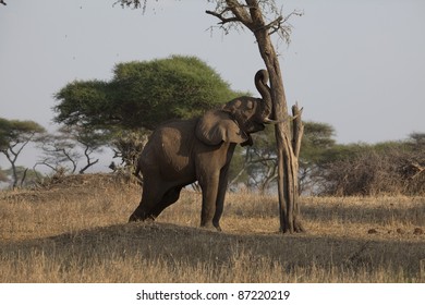 Elephant Pushing A Tree To Knock Fruit On To The Ground