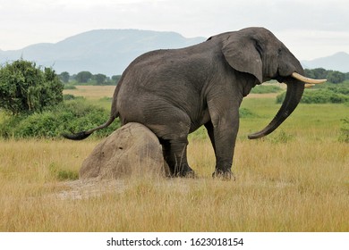 An Elephant In Queen Elizabeth National Park, UUanda