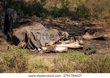 Elephant remains with collapsed gray hide, leg bones, and skull fragments lie on sunlit earth in Chobe National Park, Botswana, with sparse grasses and scrub.
